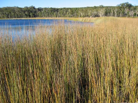 09c Brown lake landscape 2